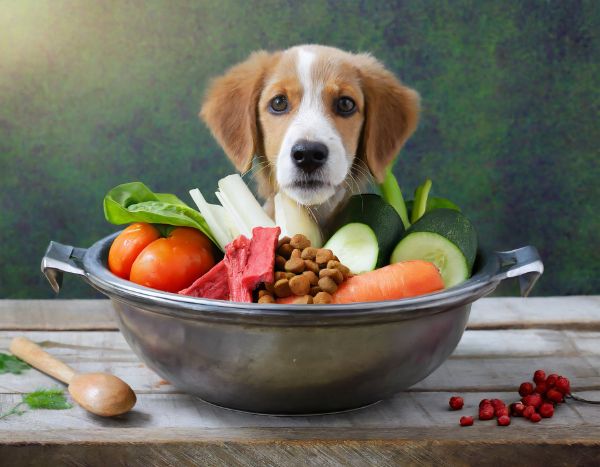 Bowl with organic dog food, and a dog wanting to eat it all.