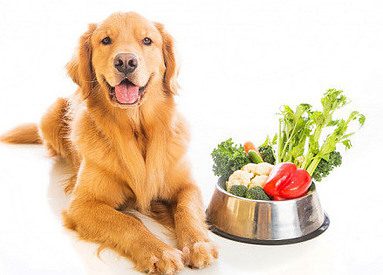 Dog gets healthy food