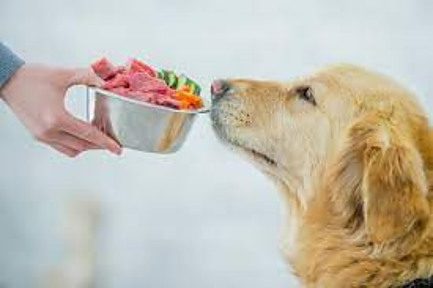 dog-gets-healthy-food