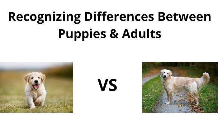 Recognizing Differences Between Puppies & Adults