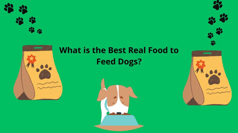 What is the Best Real Food to Feed Dogs?