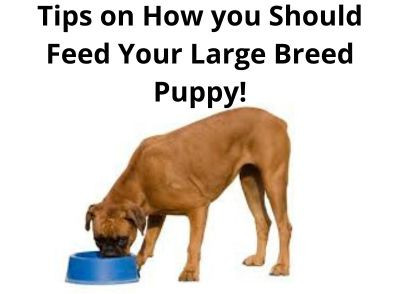 tips for feeding large breed puppies