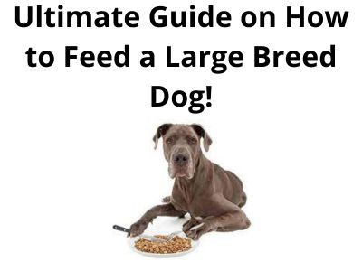 ultimate-guide-on-how-to-geed-a-large-breed-dog-