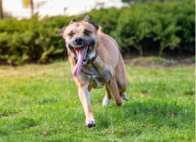 A-happy-energetic-dog-playing-in-a-park-showcasing-the-benefits-of-a-natural-diet